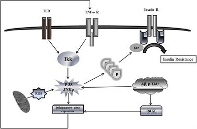 Insulin Resistance at the Crossroad of Alzheimer Disease Pathology: A Review